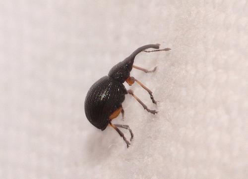 Réf. 278 058 : Protapion sp.